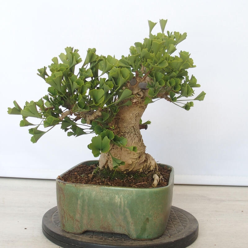 Venkovní bonsai - Jinan dvoulaločný - Ginkgo biloba