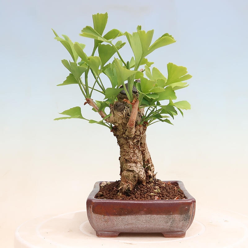 Venkovní bonsai - Jinan dvoulaločný - Ginkgo biloba