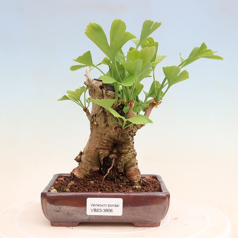 Venkovní bonsai - Jinan dvoulaločný - Ginkgo biloba