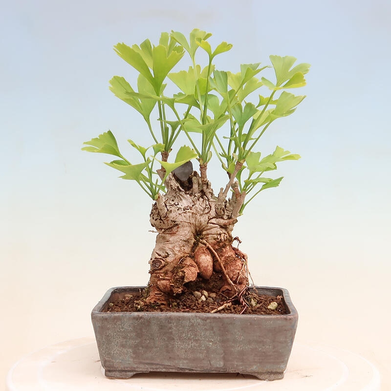 Venkovní bonsai - Jinan dvoulaločný - Ginkgo biloba