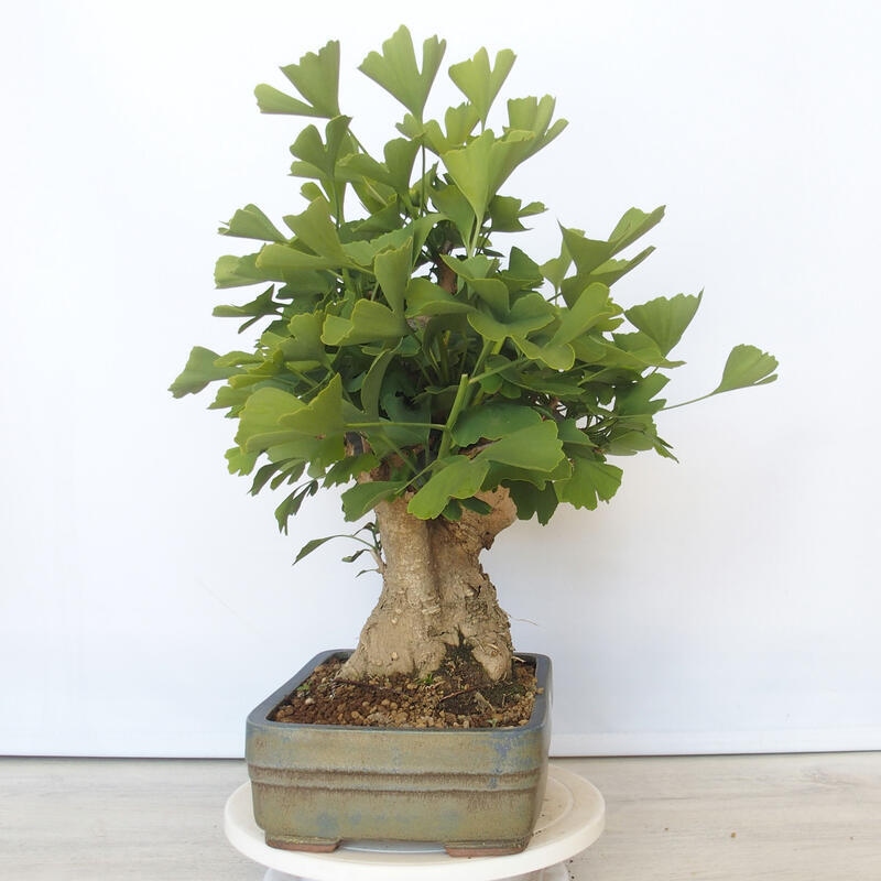 Venkovní bonsai - Jinan dvoulaločný - Ginkgo biloba