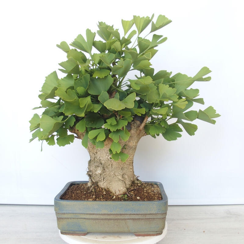 Venkovní bonsai - Jinan dvoulaločný - Ginkgo biloba