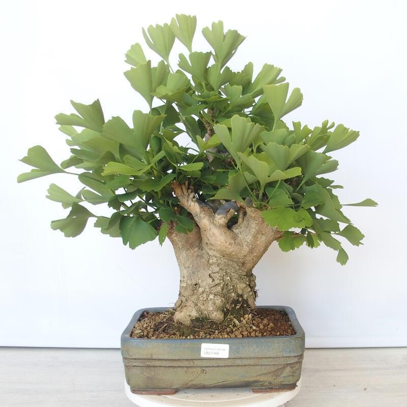 Venkovní bonsai - Jinan dvoulaločný - Ginkgo biloba