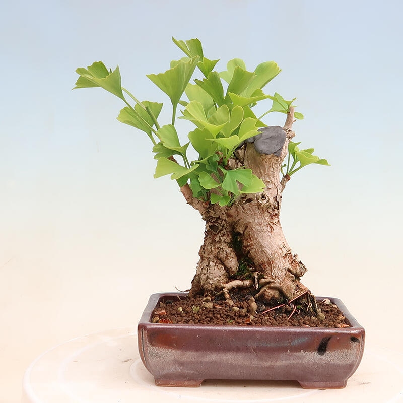 Venkovní bonsai - Jinan dvoulaločný - Ginkgo biloba