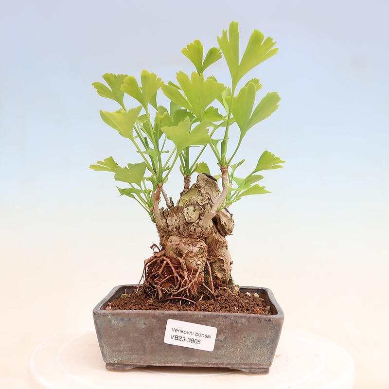 Venkovní bonsai - Jinan dvoulaločný - Ginkgo biloba