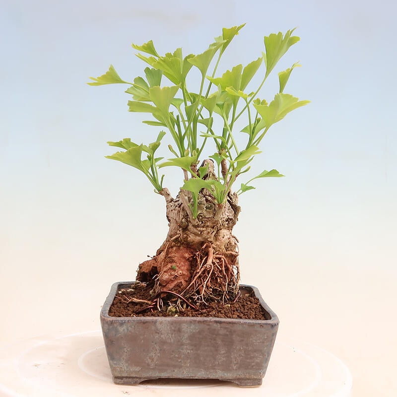 Venkovní bonsai - Jinan dvoulaločný - Ginkgo biloba