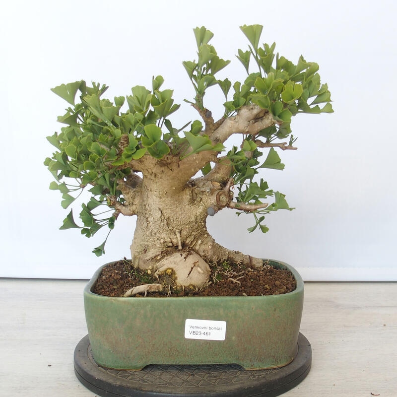 Venkovní bonsai - Jinan dvoulaločný - Ginkgo biloba