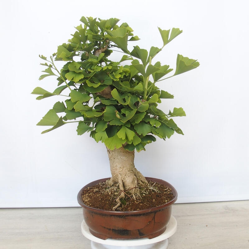 Venkovní bonsai - Jinan dvoulaločný - Ginkgo biloba