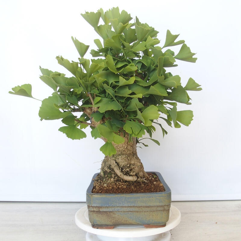 Venkovní bonsai - Jinan dvoulaločný - Ginkgo biloba