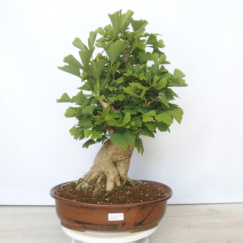 Venkovní bonsai - Jinan dvoulaločný - Ginkgo biloba