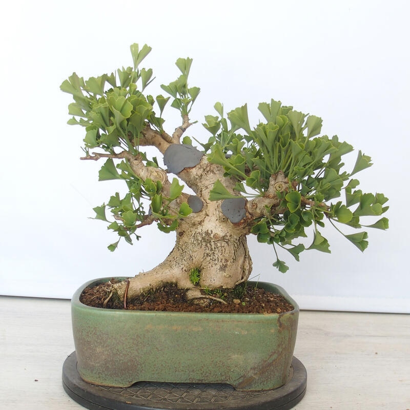 Venkovní bonsai - Jinan dvoulaločný - Ginkgo biloba