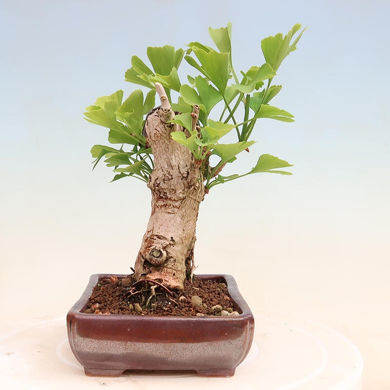 Venkovní bonsai - Jinan dvoulaločný - Ginkgo biloba