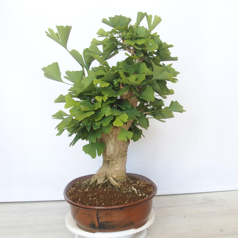 Venkovní bonsai - Jinan dvoulaločný - Ginkgo biloba