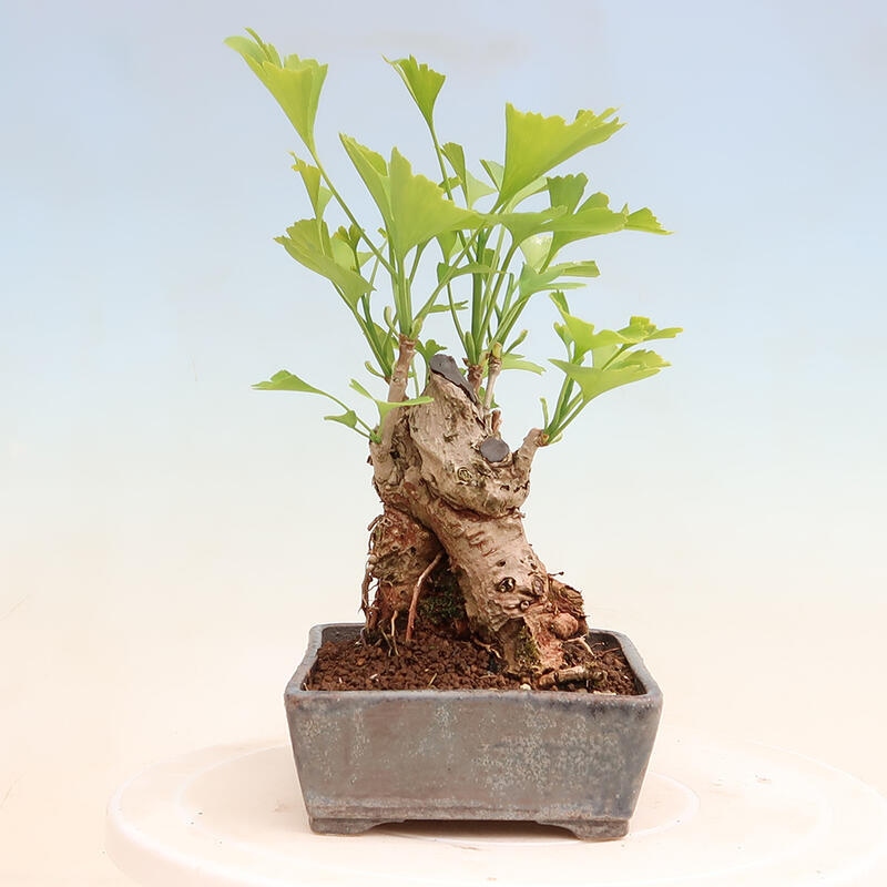 Venkovní bonsai - Jinan dvoulaločný - Ginkgo biloba