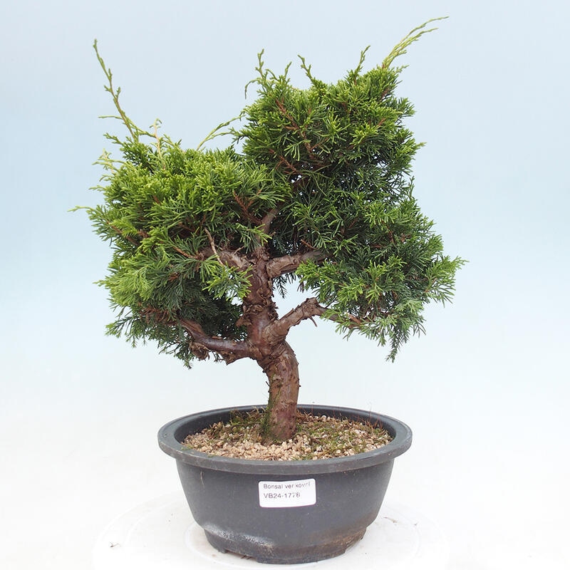 Venkovní bonsai - Juniperus chinensis Itoigawa -Jalovec čínský