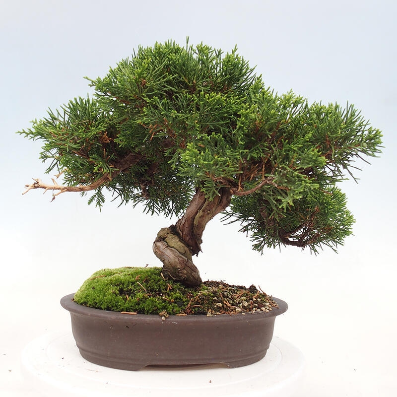 Venkovní bonsai - Juniperus chinensis Itoigawa-Jalovec čínský