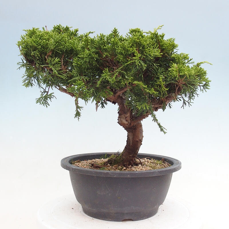 Venkovní bonsai - Juniperus chinensis Itoigawa -Jalovec čínský