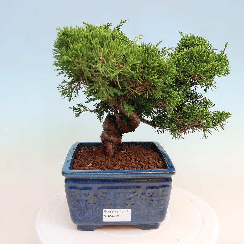 Venkovní bonsai - Juniperus chinensis Itoigawa -Jalovec čínský