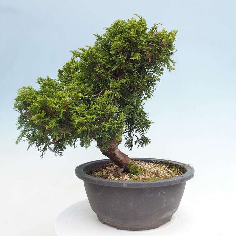 Venkovní bonsai - Juniperus chinensis Itoigawa -Jalovec čínský