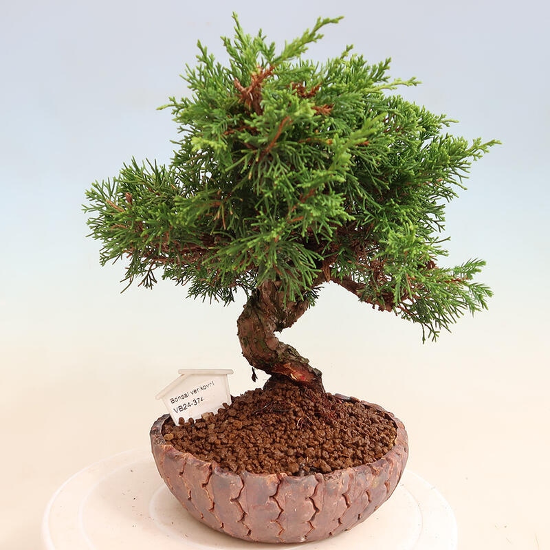 Venkovní bonsai - Juniperus chinensis Itoigawa -Jalovec čínský