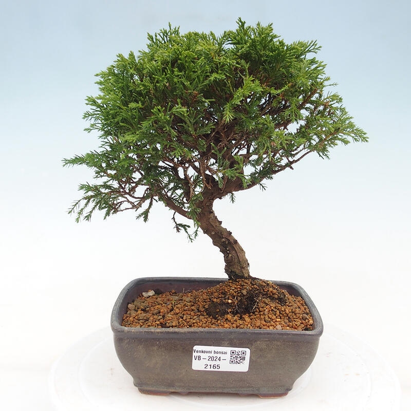 Venkovní bonsai - Juniperus chinensis Itoigawa -Jalovec čínský