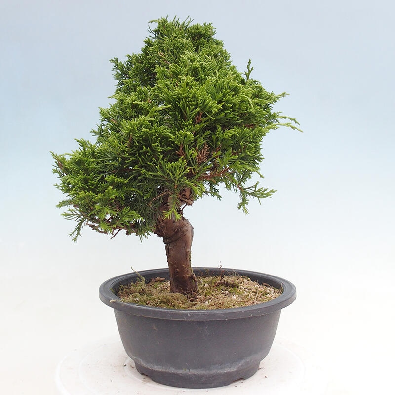 Venkovní bonsai - Juniperus chinensis Itoigawa -Jalovec čínský