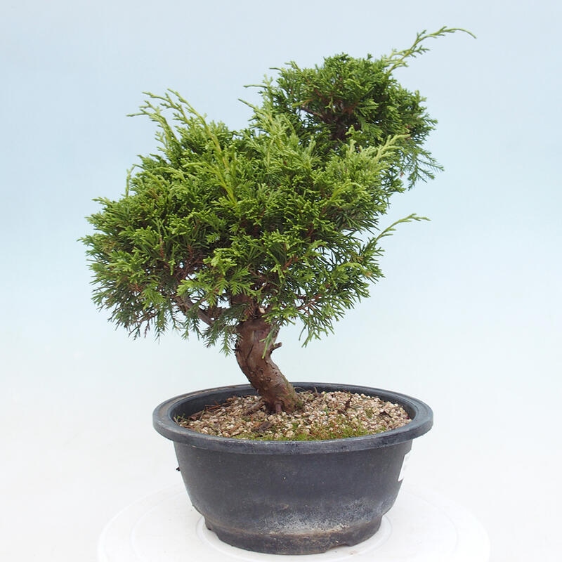 Venkovní bonsai - Juniperus chinensis Itoigawa -Jalovec čínský