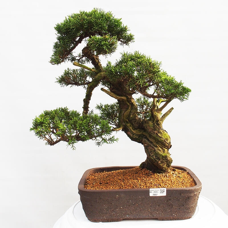 Venkovní bonsai - Juniperus chinensis Itoigawa -Jalovec čínský