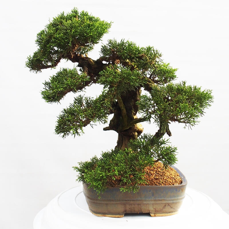 Venkovní bonsai - Juniperus chinensis Itoigawa -Jalovec čínský