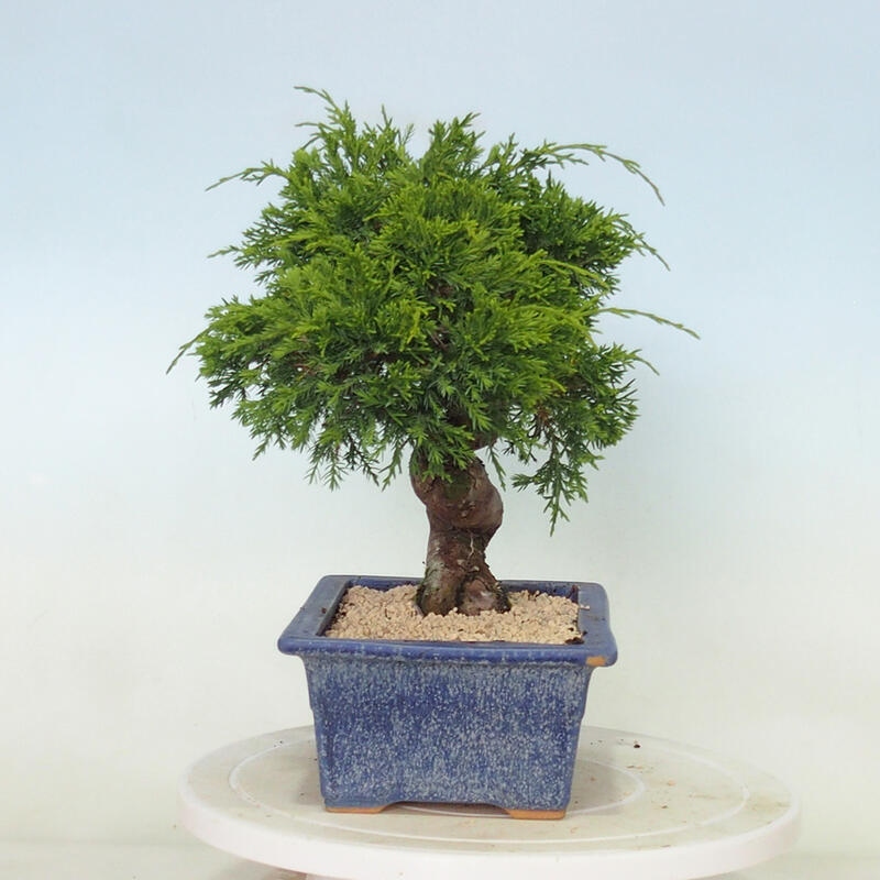 Venkovní bonsai - Juniperus chinensis Itoigawa -Jalovec čínský