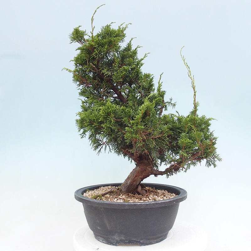 Venkovní bonsai - Juniperus chinensis Itoigawa -Jalovec čínský