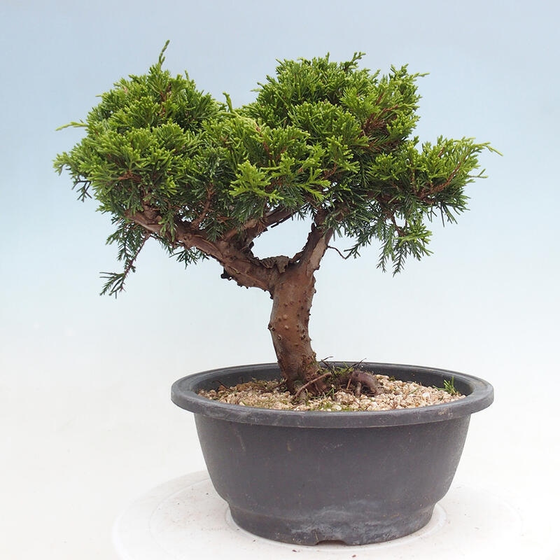 Venkovní bonsai - Juniperus chinensis Itoigawa -Jalovec čínský