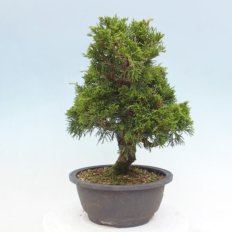 Venkovní bonsai - Juniperus chinensis Itoigawa -Jalovec čínský