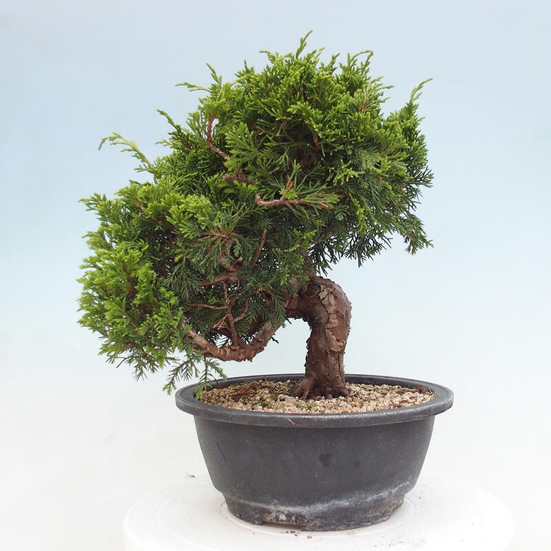 Venkovní bonsai - Juniperus chinensis Itoigawa -Jalovec čínský