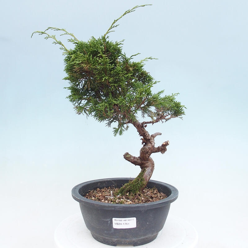 Venkovní bonsai - Juniperus chinensis Itoigawa -Jalovec čínský