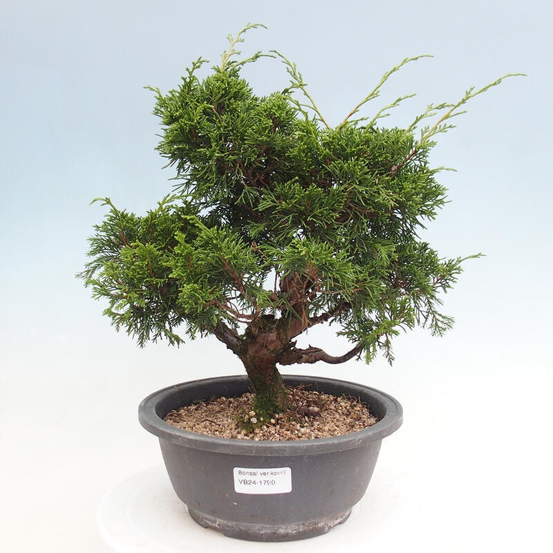 Venkovní bonsai - Juniperus chinensis Itoigawa -Jalovec čínský