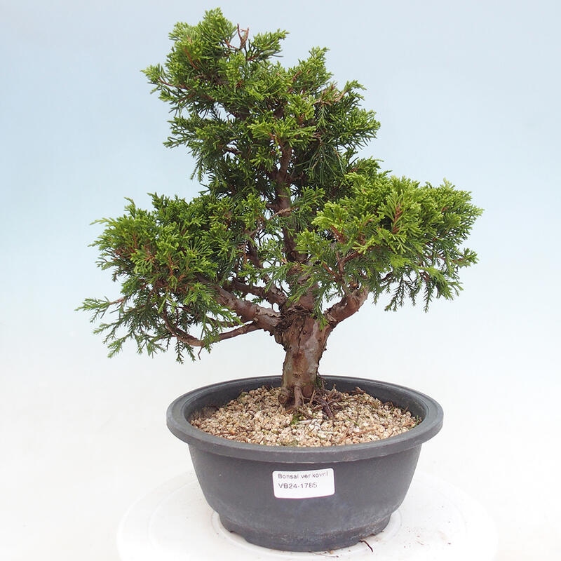 Venkovní bonsai - Juniperus chinensis Itoigawa -Jalovec čínský