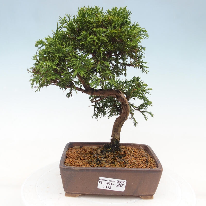 Venkovní bonsai - Juniperus chinensis Itoigawa -Jalovec čínský