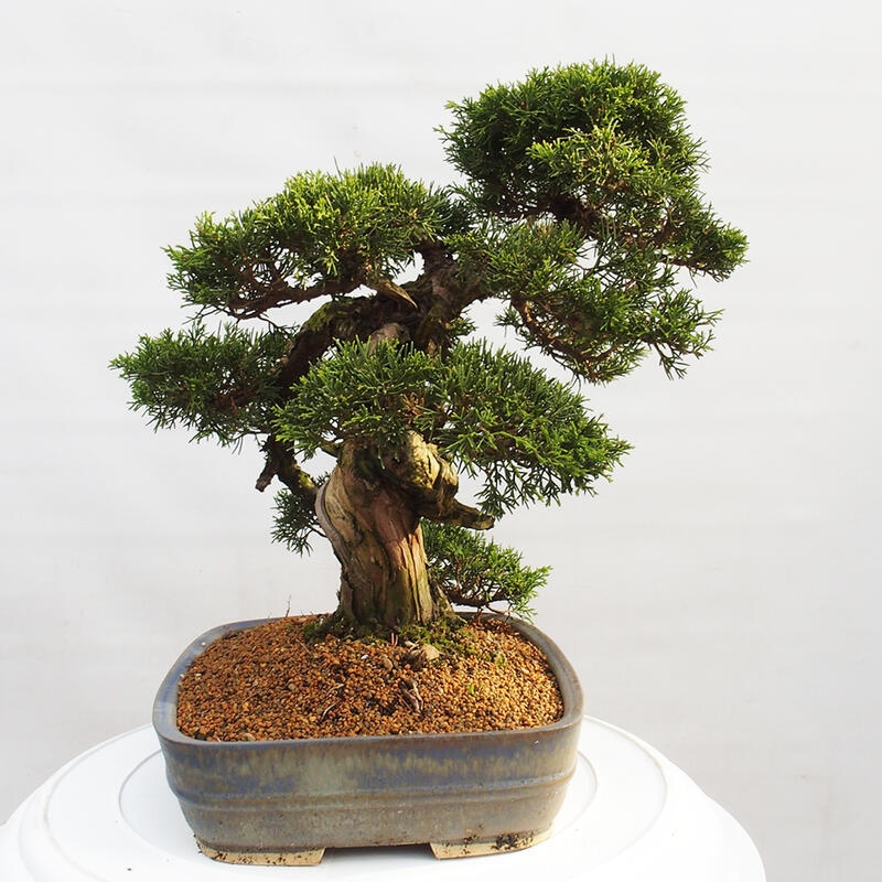 Venkovní bonsai - Juniperus chinensis Itoigawa -Jalovec čínský