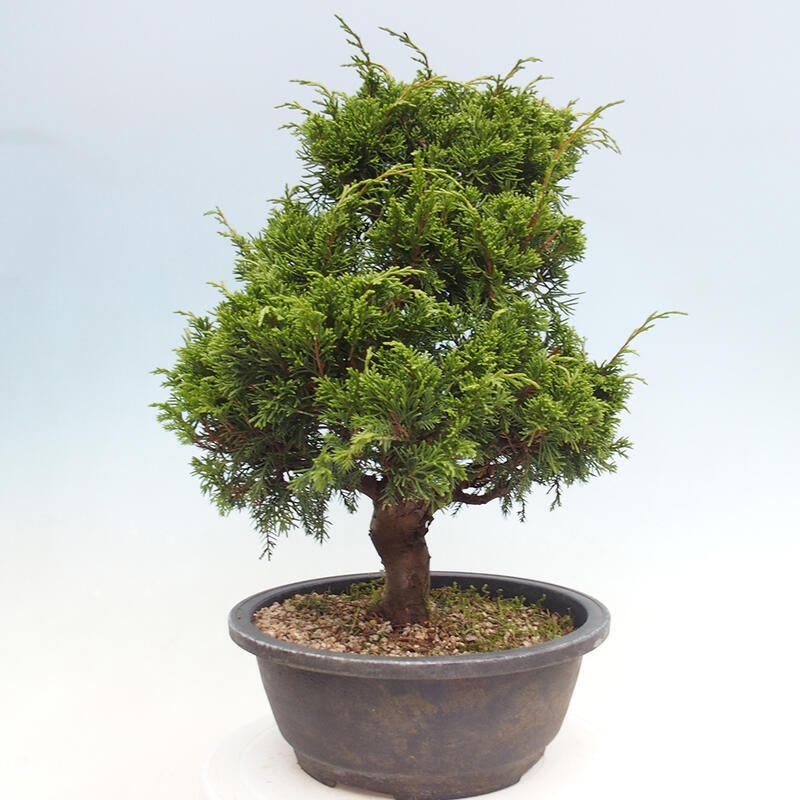 Venkovní bonsai - Juniperus chinensis Itoigawa -Jalovec čínský