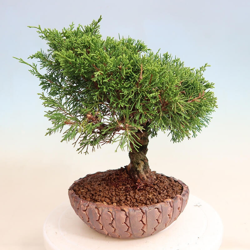 Venkovní bonsai - Juniperus chinensis Itoigawa -Jalovec čínský