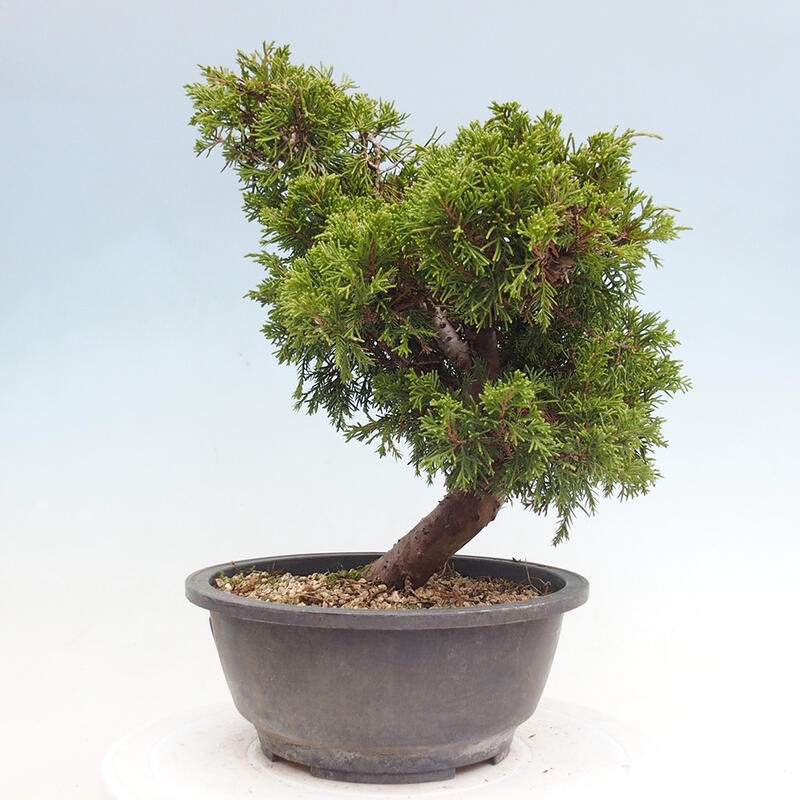 Venkovní bonsai - Juniperus chinensis Itoigawa -Jalovec čínský