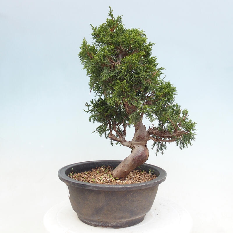 Venkovní bonsai - Juniperus chinensis Itoigawa -Jalovec čínský