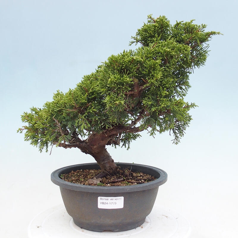 Venkovní bonsai - Juniperus chinensis Itoigawa -Jalovec čínský