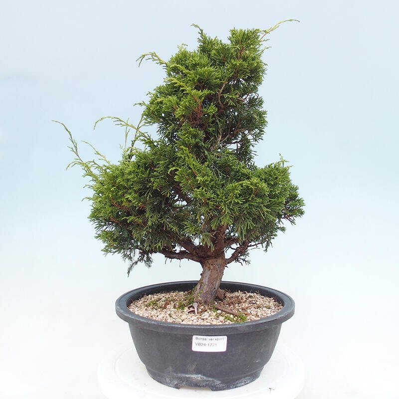 Venkovní bonsai - Juniperus chinensis Itoigawa -Jalovec čínský