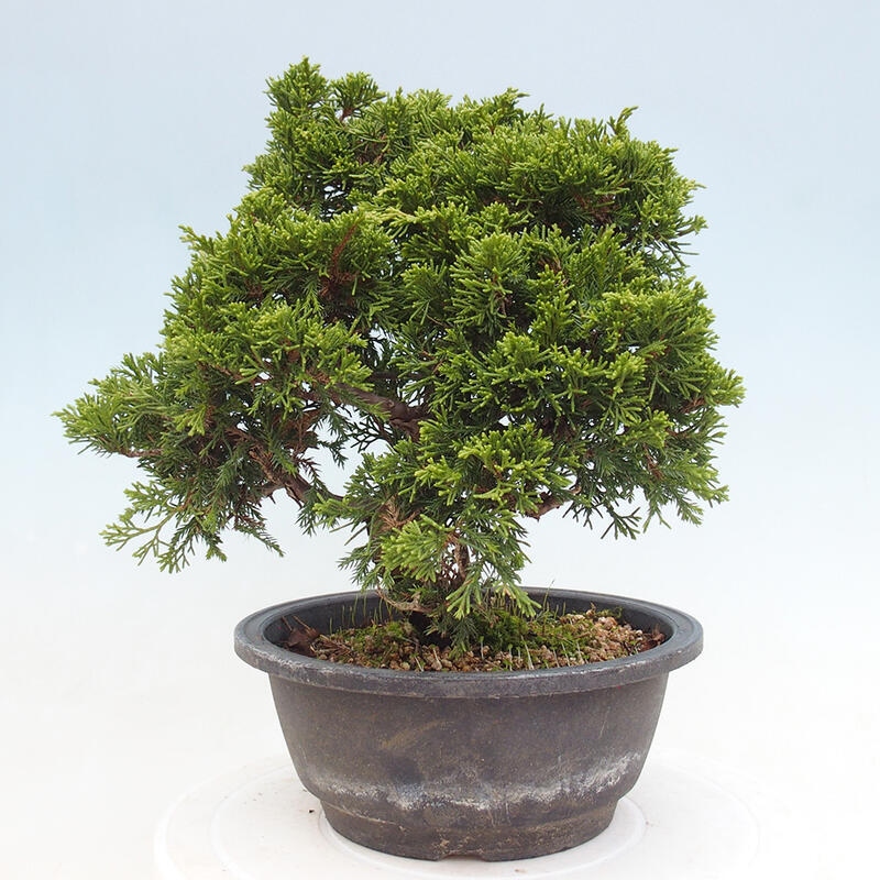 Venkovní bonsai - Juniperus chinensis Itoigawa -Jalovec čínský