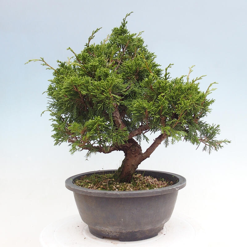 Venkovní bonsai - Juniperus chinensis Itoigawa -Jalovec čínský