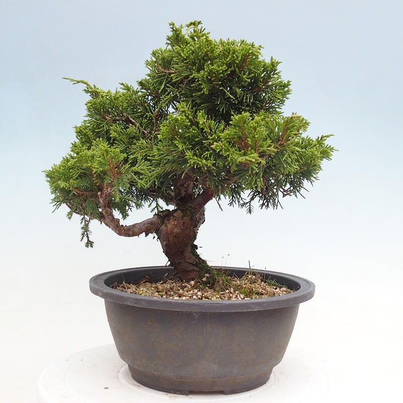 Venkovní bonsai - Juniperus chinensis Itoigawa -Jalovec čínský