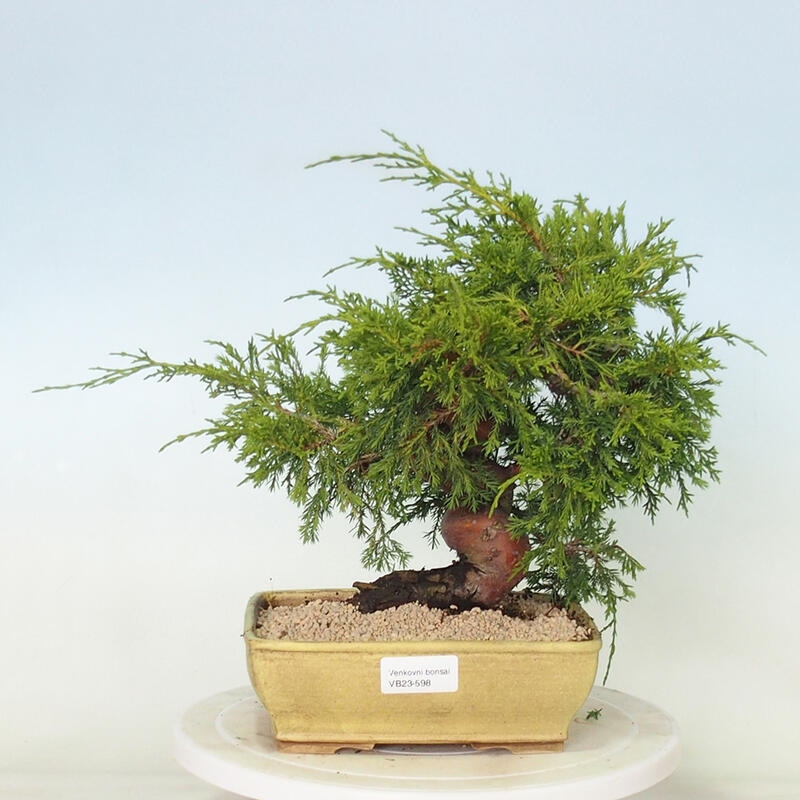 Venkovní bonsai - Juniperus chinensis Itoigawa -Jalovec čínský