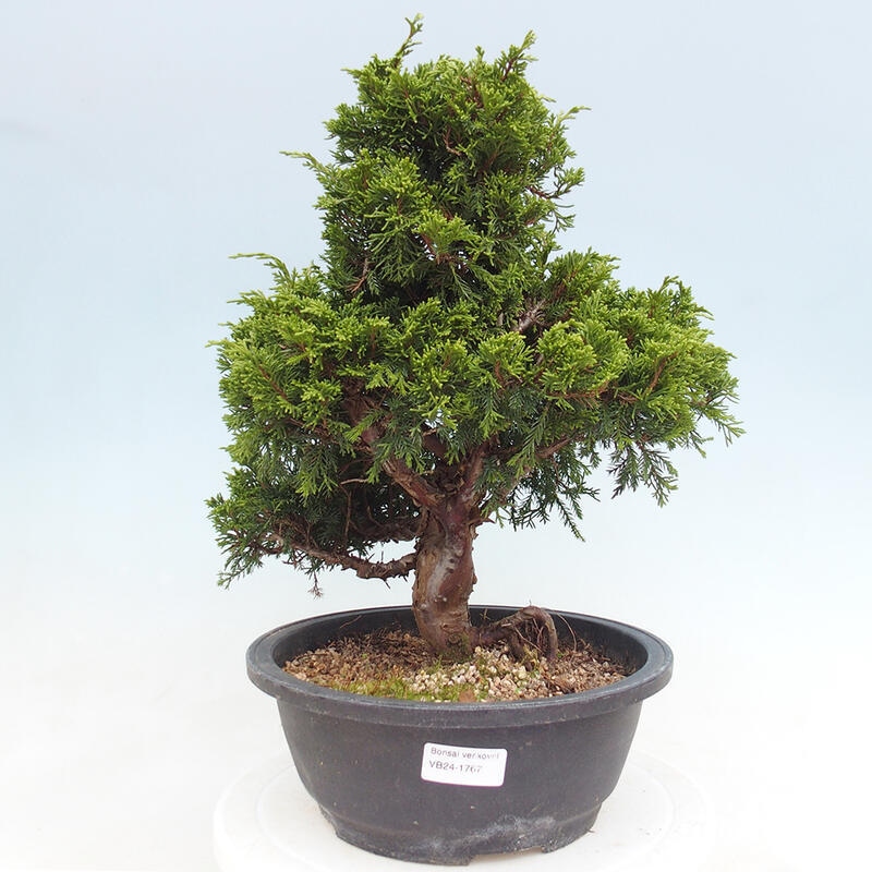 Venkovní bonsai - Juniperus chinensis Itoigawa -Jalovec čínský